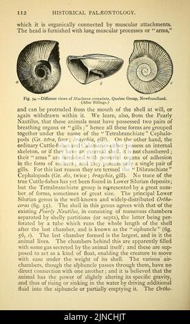 Die alte Lebensgeschichte der Erde (Seite 112) Stockfoto