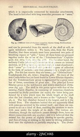 Die alte Lebensgeschichte der Erde (Seite 112) Stockfoto