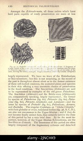 Die alte Lebensgeschichte der Erde (Seite 120) Stockfoto