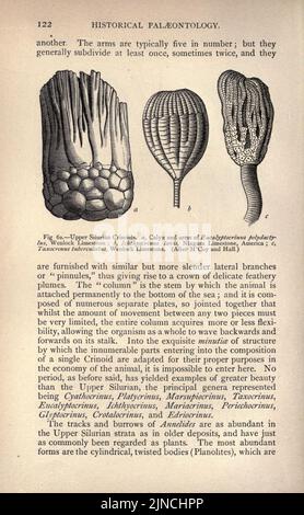 Die alte Lebensgeschichte der Erde (Seite 122) Stockfoto