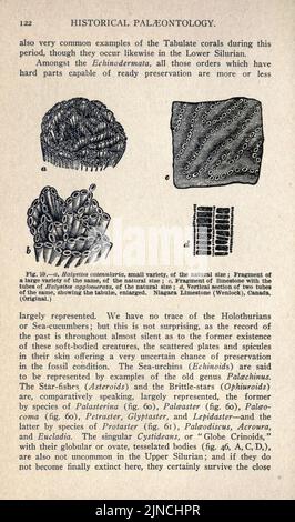 Die alte Lebensgeschichte der Erde (Seite 122) Stockfoto