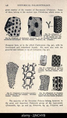 Die alte Lebensgeschichte der Erde (Seite 148) Stockfoto