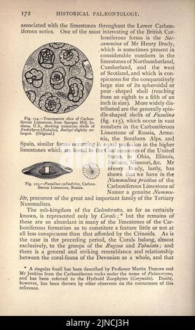 Die alte Lebensgeschichte der Erde (Seite 172) Stockfoto