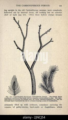 Die alte Lebensgeschichte der Erde (Seite 171) Stockfoto