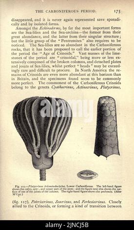 Die alte Lebensgeschichte der Erde (Seite 175) Stockfoto