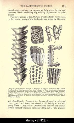 Die alte Lebensgeschichte der Erde (Seite 183) Stockfoto