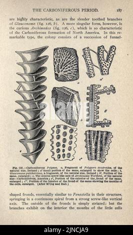 Die alte Lebensgeschichte der Erde (Seite 187) Stockfoto