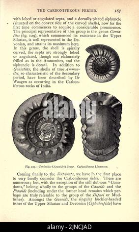 Die alte Lebensgeschichte der Erde (Seite 187) Stockfoto