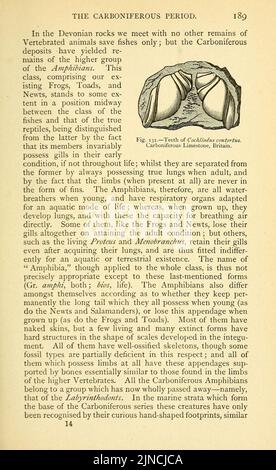 Die alte Lebensgeschichte der Erde (Seite 189) Stockfoto