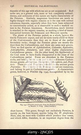 Die alte Lebensgeschichte der Erde (Seite 196) Stockfoto