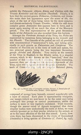 Die alte Lebensgeschichte der Erde (Seite 214) Stockfoto