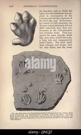 Die alte Lebensgeschichte der Erde (Seite 216) Stockfoto