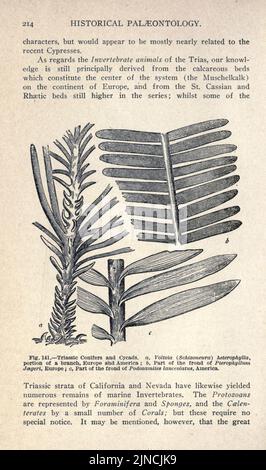 Die alte Lebensgeschichte der Erde (Seite 214) Stockfoto