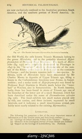 Die alte Lebensgeschichte der Erde (Seite 224) Stockfoto