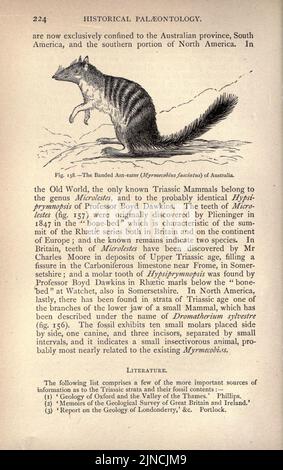 Die alte Lebensgeschichte der Erde (Seite 224) Stockfoto