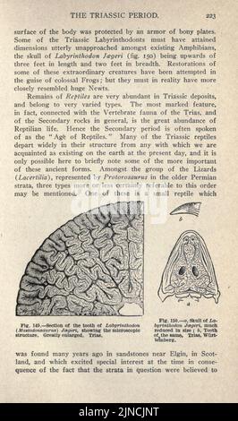 Die alte Lebensgeschichte der Erde (Seite 223) Stockfoto