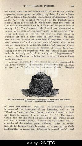 Die alte Lebensgeschichte der Erde (Seite 237) Stockfoto