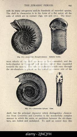 Die alte Lebensgeschichte der Erde (Seite 245) Stockfoto