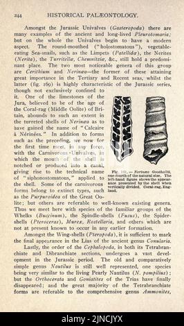 Die alte Lebensgeschichte der Erde (Seite 244) Stockfoto