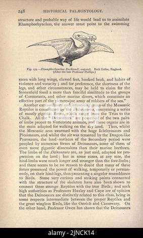 Die alte Lebensgeschichte der Erde (Seite 248) Stockfoto