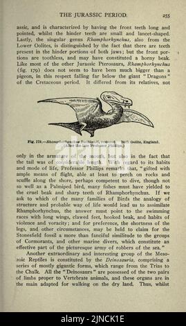 Die alte Lebensgeschichte der Erde (Seite 255) Stockfoto