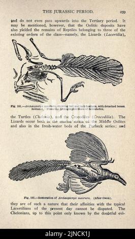 Die alte Lebensgeschichte der Erde (Seite 259) Stockfoto