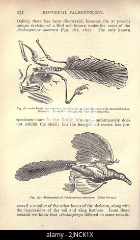 Die alte Lebensgeschichte der Erde (Seite 252) Stockfoto