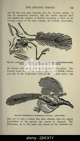 Die alte Lebensgeschichte der Erde (Seite 259) Stockfoto