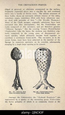 Die alte Lebensgeschichte der Erde (Seite 273) Stockfoto