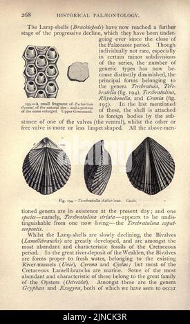 Die alte Lebensgeschichte der Erde (Seite 268) Stockfoto