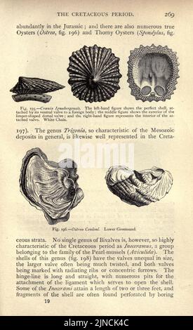 Die alte Lebensgeschichte der Erde (Seite 269) Stockfoto