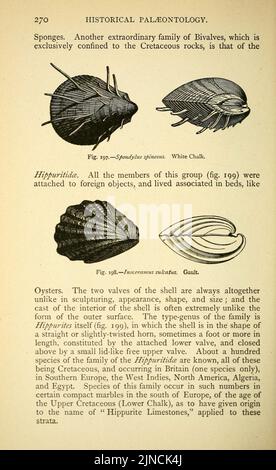 Die alte Lebensgeschichte der Erde (Seite 270) Stockfoto