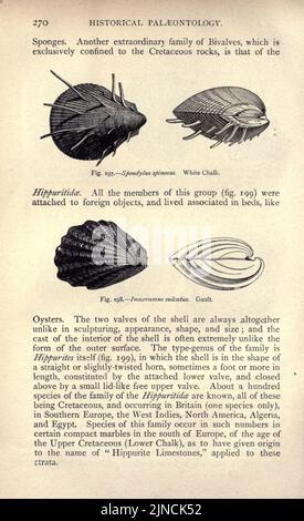 Die alte Lebensgeschichte der Erde (Seite 270) Stockfoto