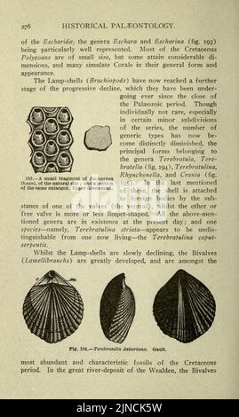 Die alte Lebensgeschichte der Erde (Seite 276) Stockfoto