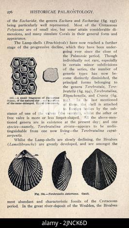 Die alte Lebensgeschichte der Erde (Seite 276) Stockfoto