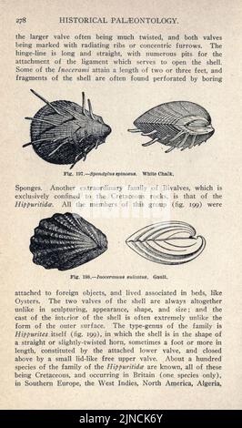 Die alte Lebensgeschichte der Erde (Seite 278) Stockfoto