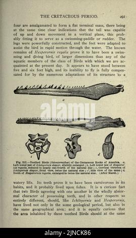 Die alte Lebensgeschichte der Erde (Seite 291) Stockfoto