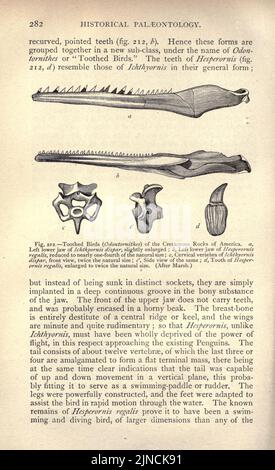 Die alte Lebensgeschichte der Erde (Seite 282) Stockfoto