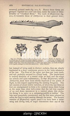 Die alte Lebensgeschichte der Erde (Seite 282) Stockfoto