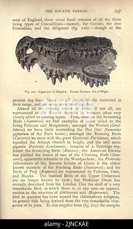 Die alte Lebensgeschichte der Erde (Seite 297) Stockfoto