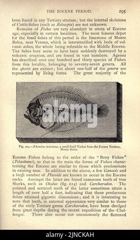 Die alte Lebensgeschichte der Erde (Seite 295) Stockfoto