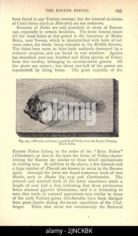 Die alte Lebensgeschichte der Erde (Seite 295) Stockfoto