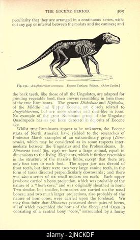 Die alte Lebensgeschichte der Erde (Seite 303) Stockfoto