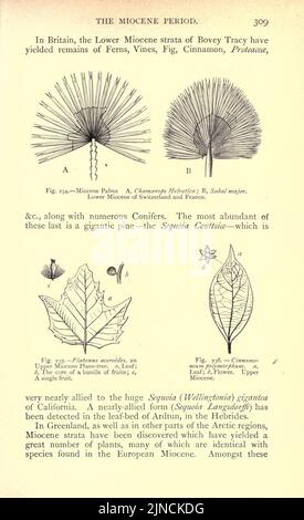 Die alte Lebensgeschichte der Erde (Seite 309) Stockfoto