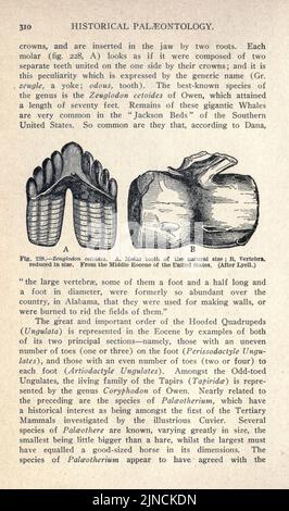 Die alte Lebensgeschichte der Erde (Seite 310) Stockfoto