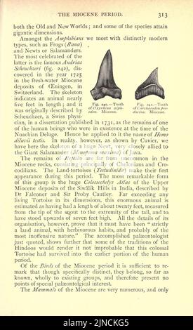 Die alte Lebensgeschichte der Erde (Seite 313) Stockfoto