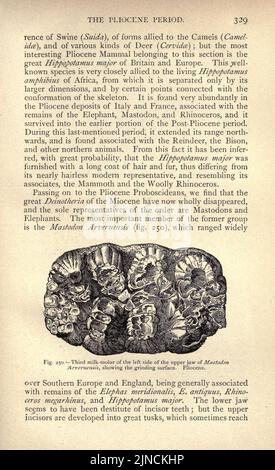 Die alte Lebensgeschichte der Erde (Seite 329) Stockfoto