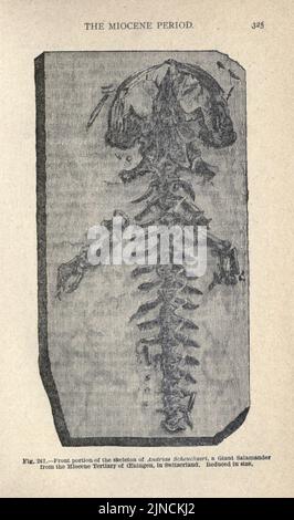 Die alte Lebensgeschichte der Erde (Seite 325) Stockfoto