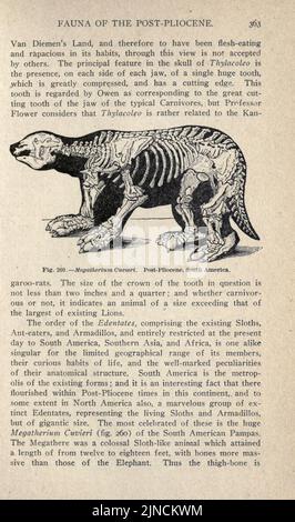 Die alte Lebensgeschichte der Erde (Seite 363) Stockfoto