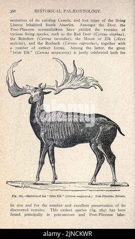 Die alte Lebensgeschichte der Erde (Seite 368) Stockfoto